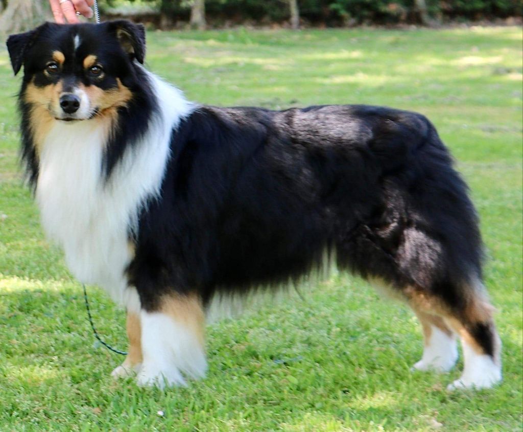 Poudlard's world nox De Windy'stia